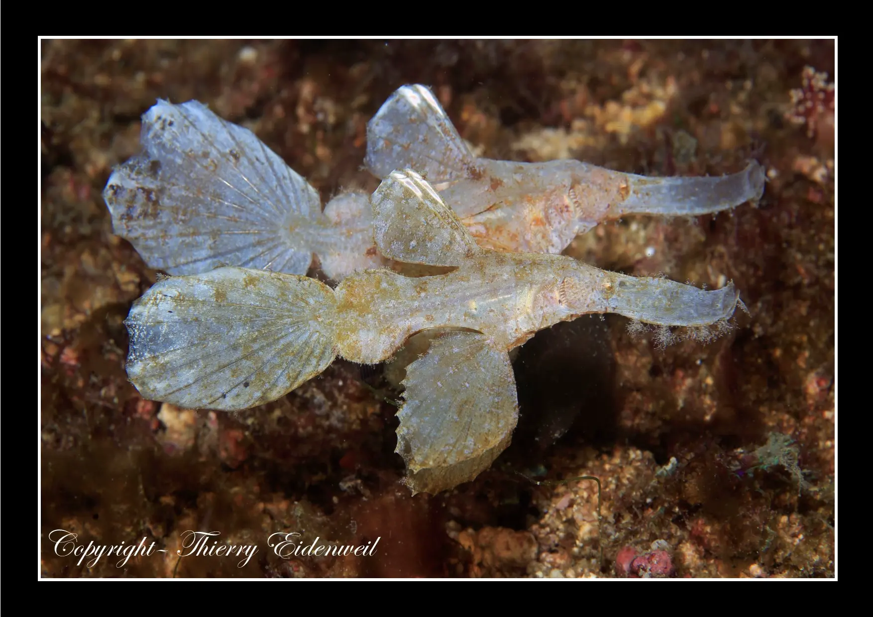 Anilao Macro Dive Media Highlight